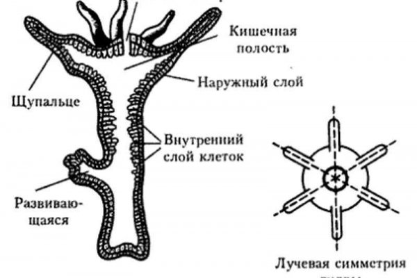 Кракен бошки