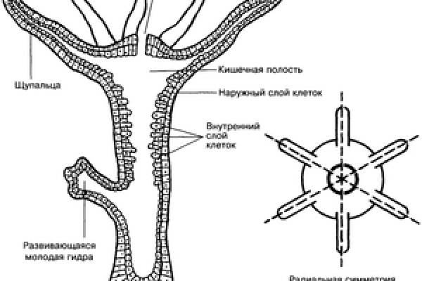 Кракен актуальное зеркало